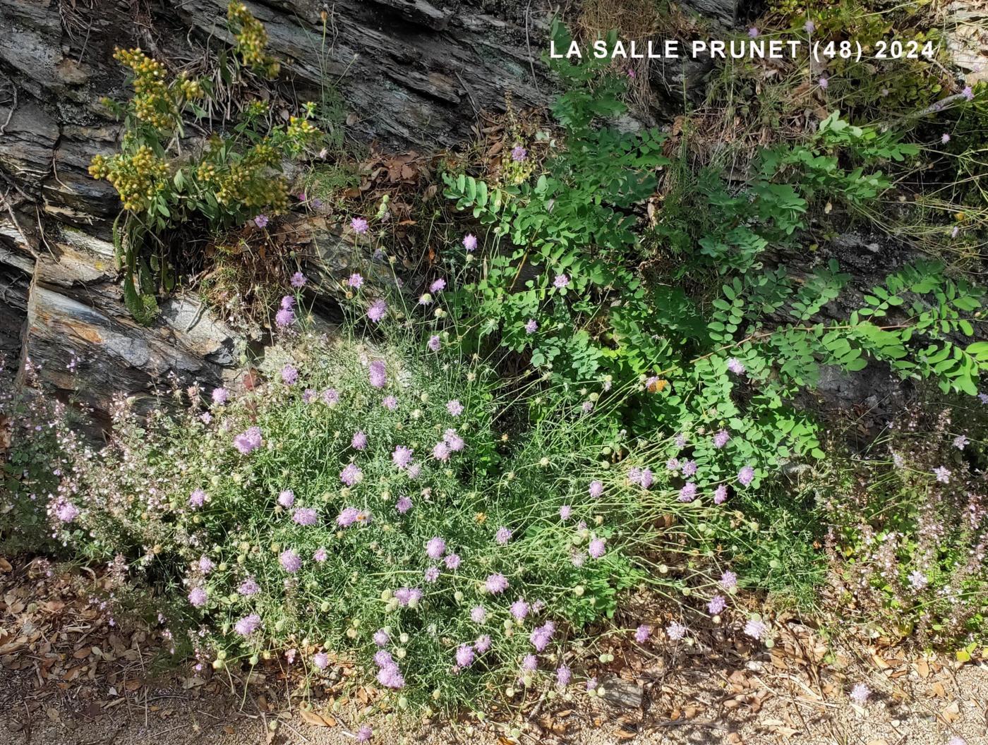 Scabious, Small plant